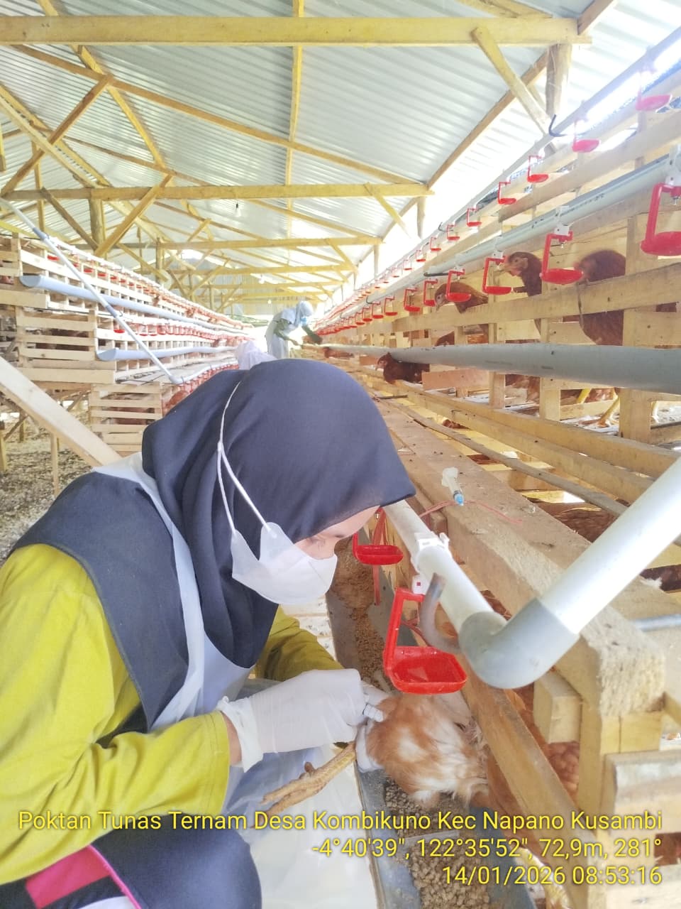 Vaksinasi Ternak Kerbau di Wilayah Pesisir