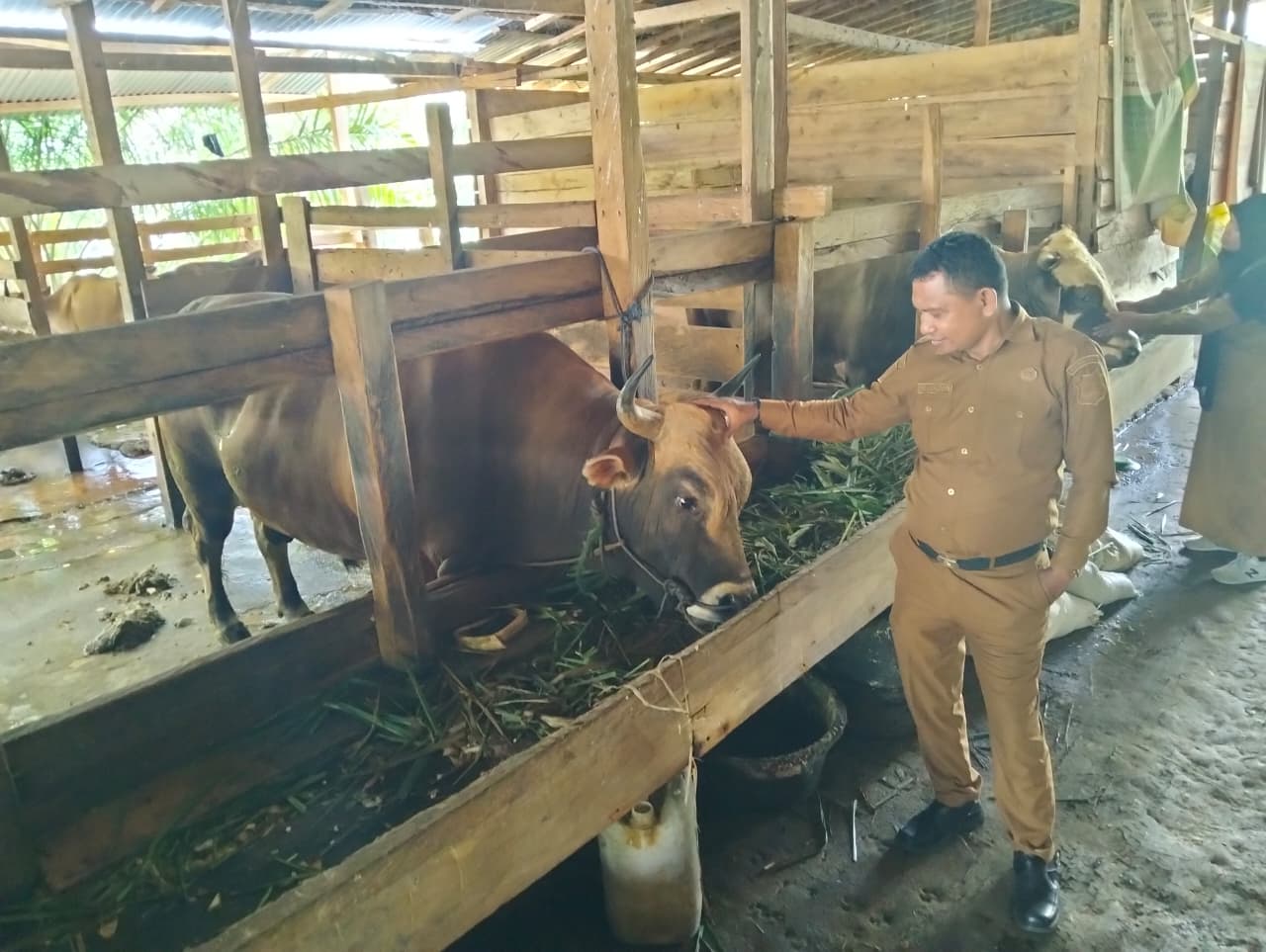 Pengecekan Sapi Kurban Presiden RI di Muna Barat