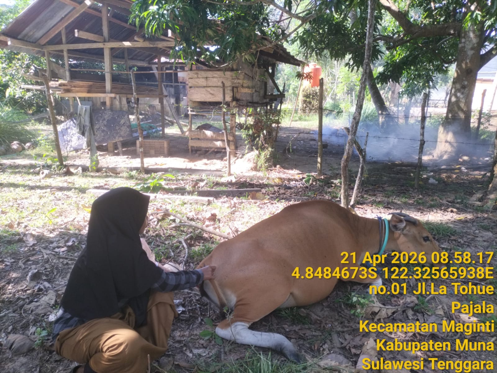 Pemeriksaan Sapi Bunting